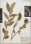Foto von Salix fragilis L. x Salix pentandra L.